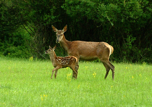 PASSIONE PER IL CERVO